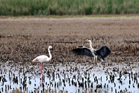 Ardea cinerea